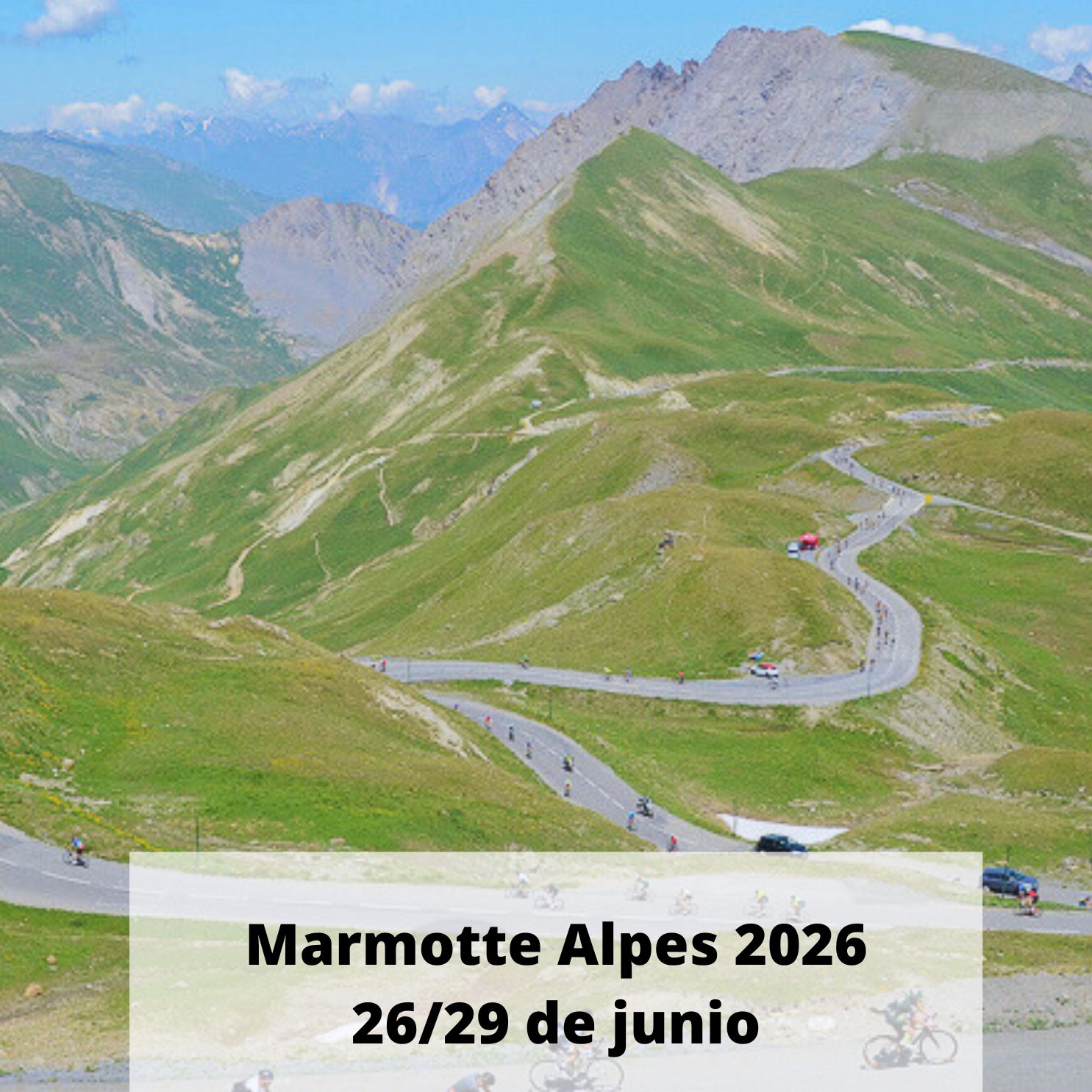  Marmotte Alpes 